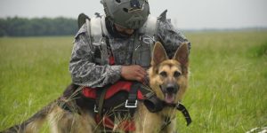 labores_y_cualidades_de_los_binomios_caninos_operativos_de_su_fuerza_aerea_colombiana_4-re7whqm8k7kgn1d2l23wumvuutw9lrqn1w1j0q9nfg Home